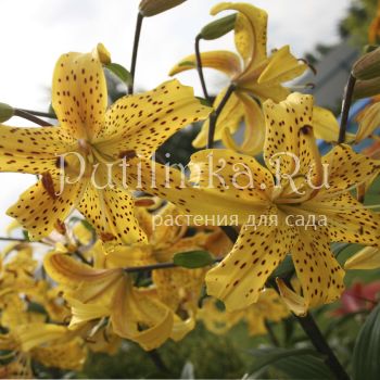 Лилия Лейхтлина