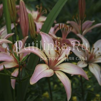 Лилия Руфина