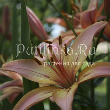 Лилия Руфина