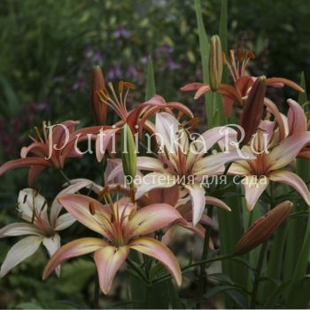 Лилия Руфина