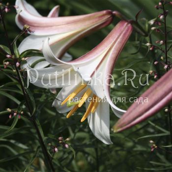 Лилия Регале