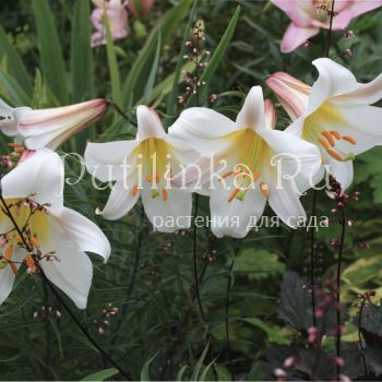 Лилия Регале