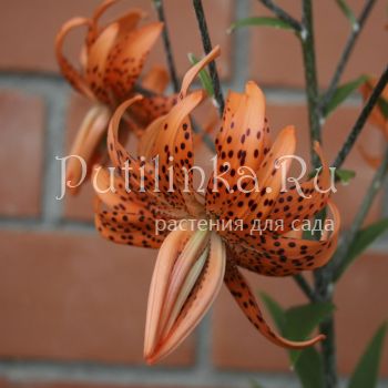 Лилия Flora Plena (Lilium FLORA PLENA)