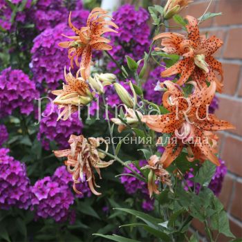 Лилия Flora Plena (Lilium FLORA PLENA)