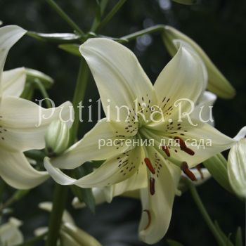 Лилия Одетта (?)