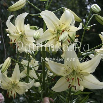 Лилия Одетта (?)