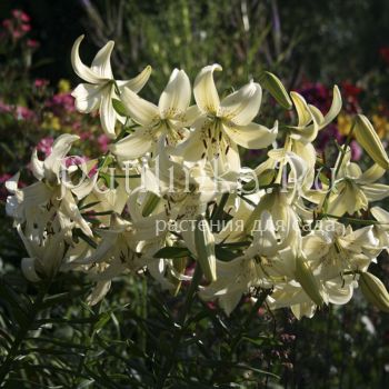 Лилия Одетта (?)