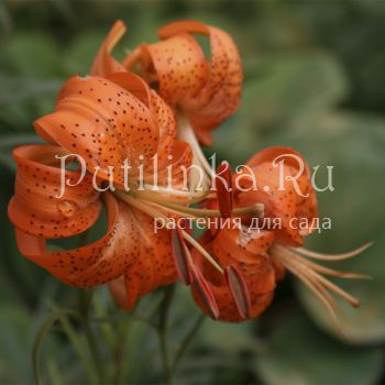 Лилии Лейхтлина (L. leitchlinii var.maximowiczii)