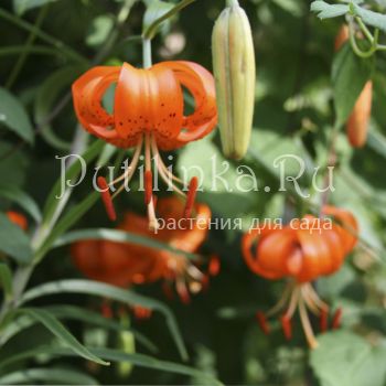 Лилии Лейхтлина (L. leitchlinii var.maximowiczii)