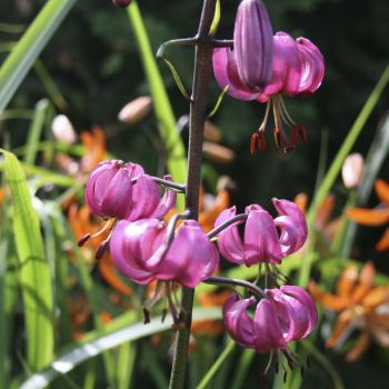Лилия мартагон ярко розовая (Lilium martagon)