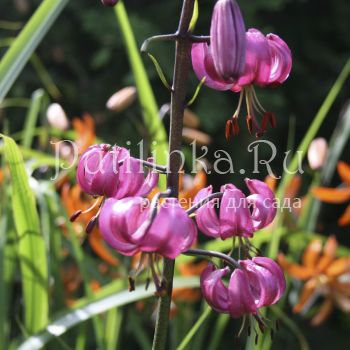 Лилия мартагон ярко розовая (Lilium martagon)
