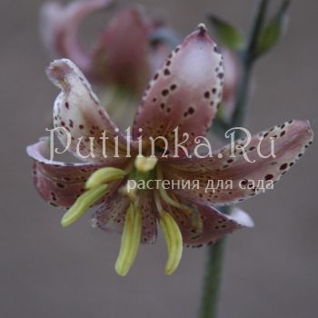 Лилия мартагон Pink Attraction (Lilium martagon Pink Attraction)