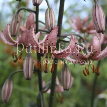 Лилия мартагон Pink Attraction (Lilium martagon Pink Attraction)