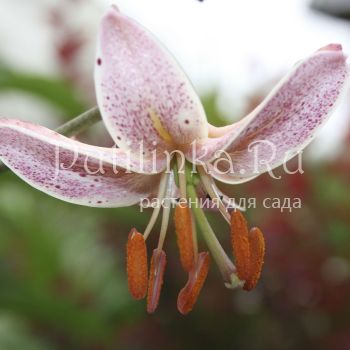 Лилия мартагон Pink Morning (Lilium martagon Pink Morning)