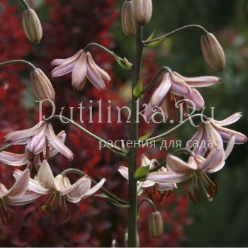 Лилия мартагон Pink Morning (Lilium martagon Pink Morning)