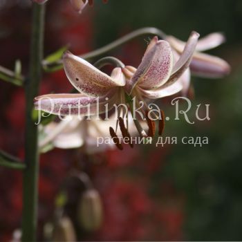 Лилия мартагон Pink Morning (Lilium martagon Pink Morning)