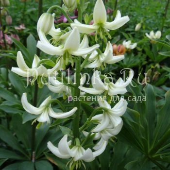 Лилия мартагон Дюймовочка