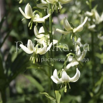 Лилия мартагон Дюймовочка