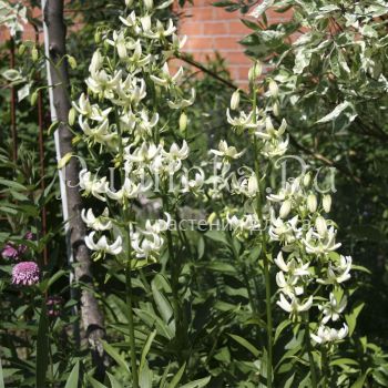 Лилия мартагон Дюймовочка