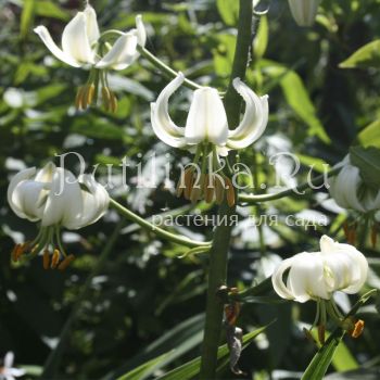 Лилия мартагон Alba