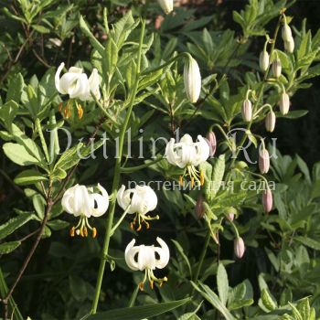 Лилия мартагон Alba