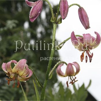 Лилия мартагон Chameleon (Lilium martagon Chameleon)