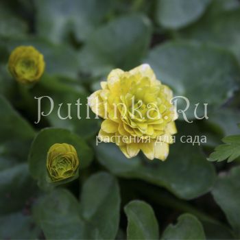 Лютик Sutherland Double (Ranunculus ficaria Sutherland Double)