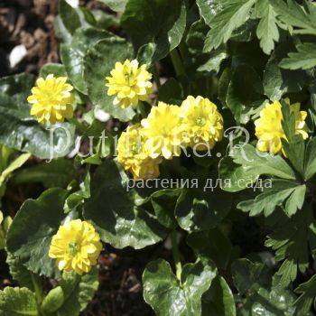 Лютик Sutherland Double (Ranunculus ficaria Sutherland Double)