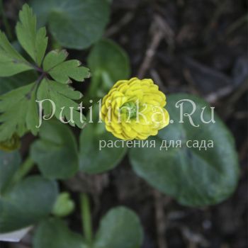 Лютик Sutherland Double (Ranunculus ficaria Sutherland Double)