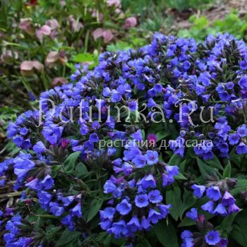 Медуница узколистная Blue Ensign (Pulmonaria angustifolia Blue Ensign)