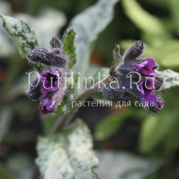 Медуница длиннолистная Majeste (Pulmonaria longifolia Majeste)