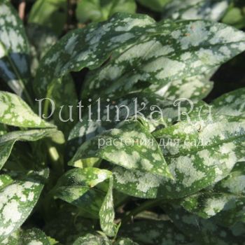 Медуница гибридная Opal (Pulmonaria hybride Opal)