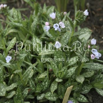 Медуница гибридная Opal (Pulmonaria hybride Opal)