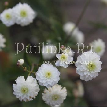 Лютик аконитолистный (Ranunculus aconitifolius Pleniflorus)