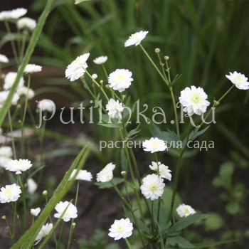 Лютик аконитолистный (Ranunculus aconitifolius Pleniflorus)