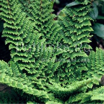 Многорядник щетинковый Plumosum Densum (Polystichum setiferum Plumosum Densum)