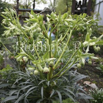 Морозник вонючий (Helleborus foetidus)