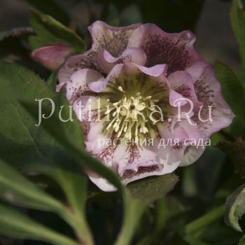 Морозник восточный Double Ellen Spotted Pink (Helleborus orientalis Double Ellen Spotted Pink)