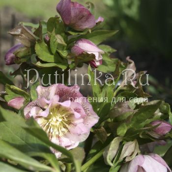 Морозник восточный Double Ellen Spotted Pink (Helleborus orientalis Double Ellen Spotted Pink)