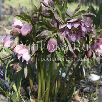 Морозник восточный Double Ellen Spotted Pink (Helleborus orientalis Double Ellen Spotted Pink)