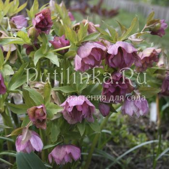 Морозник восточный Double Ellen Spotted Pink (Helleborus orientalis Double Ellen Spotted Pink)