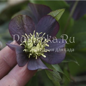 Морозник Blackberry Strail (Helleborus hybr. Blackberry Strail)