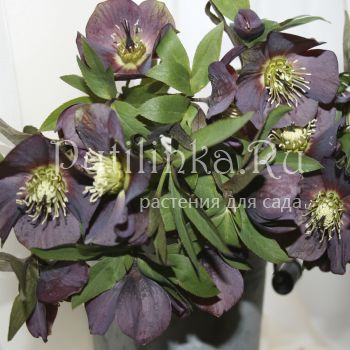 Морозник Blackberry Strail (Helleborus hybr. Blackberry Strail)