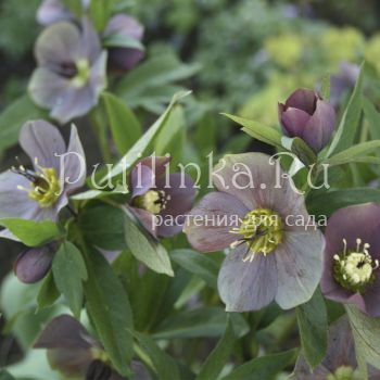 Морозник душистый (Helleborus odorus)