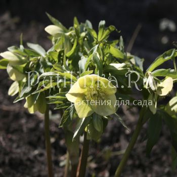 Морозник душистый (Helleborus odorus)