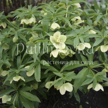 Морозник душистый (Helleborus odorus)