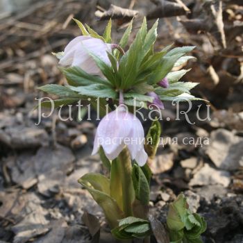 Морозник тибетский розовый (Helleborus thibetanus Pink)