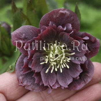 Морозник восточный Double Ellen Purple (Helleborus orientalis Double Ellen Purple)