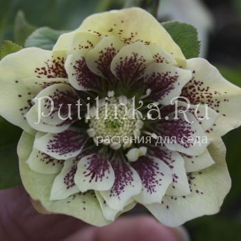 Морозник восточный Double Ellen White Spotted (Helleborus orientalis Double Ellen white spotted) )