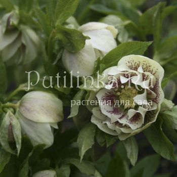 Морозник восточный Double Ellen White Spotted (Helleborus orientalis Double Ellen white spotted) )